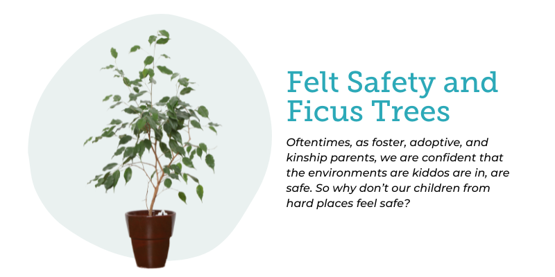 photo for Felt Safety and Ficus Trees